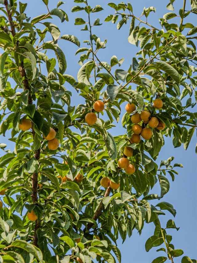 Golden plums on a tree