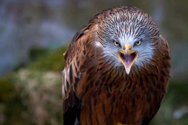 Angry eagle