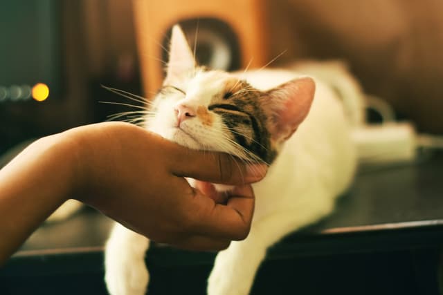 Cute cat