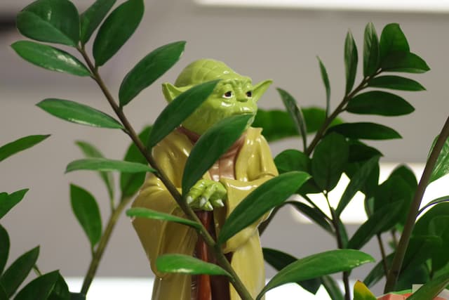 Master Yoda